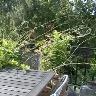 blåregn beskæring sommer blåregn beskæring sommer